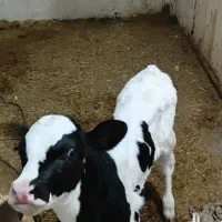 گوساله شیری ماده  هلشتاین اصل