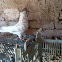 تعدادی کبوتر خوب و سرحال|پرنده|ماکو, |دیوار