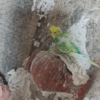 مرغ عشق
