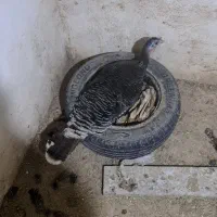 تخم بوقلمون ۵۵هزار تومن