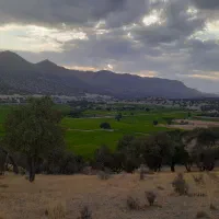 خریدار میش