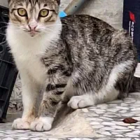 گربه هام گم شدن|حیوانات|رشت, یخسازی|دیوار