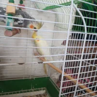 عروس‌هلندی دستی|پرنده|قم, ولیعصر|دیوار