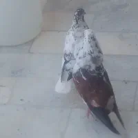 کبوتر