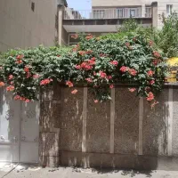 فروش ملک کلنگی ۱۰۸ متر در ابعاد۶در ۱۸ در تهران‌نو|فروش زمین و ملک کلنگی|تهران, تهران‌نو|دیوار