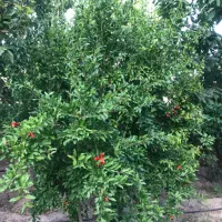 خونه باغ