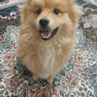 واگذاری سگ پامر اشپیتز