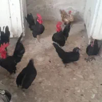 مرغ وخروس چینی