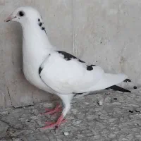 جوجه پلاکی|پرنده|اصفهان, سعادت‌آباد|دیوار