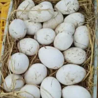 تخم اردک محلی نطفه دار و خوراکی تازه