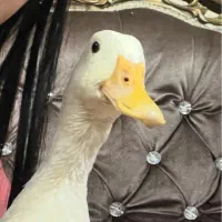 اردک تخمگذار|حیوانات مزرعه|کرج, عظیمیه|دیوار