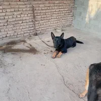 ژرمن دوبرمن|سگ|گالیکش, |دیوار