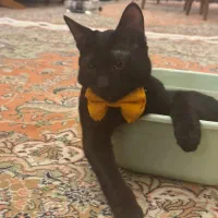 گربه DSH -شیطون و خونگی