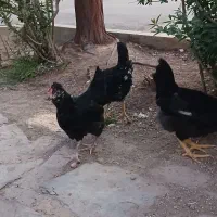 گلین