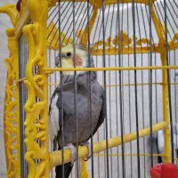 قفسِ‌تزئینی‌‌‌کلکسیونی