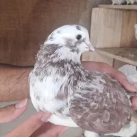 تعداد ۵ طوق کبوتر با هم ۱۳۰۰