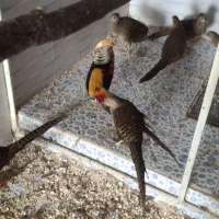 طاووس مصری و تیرنگ بلژیکی|حیوانات مزرعه|سبزوار, صالح آباد|دیوار