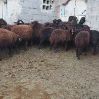 فروش بره نر