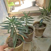 گل اشک هزار مادر