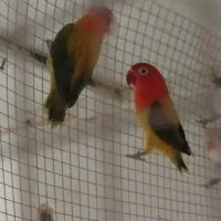 طوطی کوتوله یا برزیلی