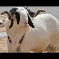 گوسفند زنده شبانه روزی سعادت اباد خروس محلی