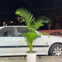 نخل اریکا|گل و گیاه طبیعی|کرج, گلشهر|دیوار