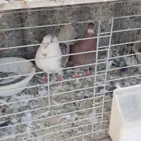 کبوتر پرشی