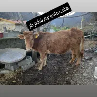 هفت ماه و نیم شکمدار