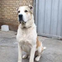 گمشده(سگ آلابای نر)