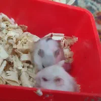 همستر|موش و خرگوش|کرمانشاه, |دیوار