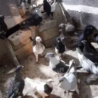 کفتر زات دار .بی رقیب