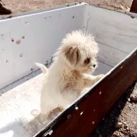 سگ شیتزو|سگ|سرایان, |دیوار