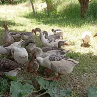 غاز محلی و قو غاز|حیوانات مزرعه|مهاباد (آذربایجان غربی), |دیوار