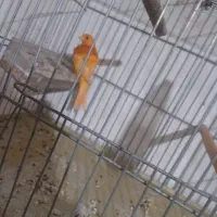 قناری نر شلاقی .|پرنده|بروجن, |دیوار