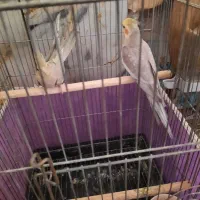 یه جفت عروس هلندی مولد