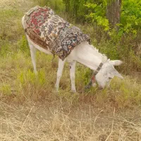 الاغ ماده|حیوانات مزرعه|سربند, |دیوار