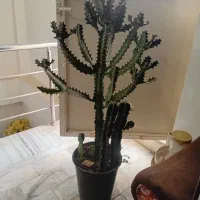 کاکتوس|گل و گیاه طبیعی|شاهرود, |دیوار