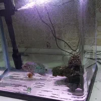 آکواریوم دلسا،فلاور کامفا،سهره قناری،نقره