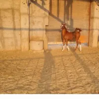 مادیان ترکی سواری دار شکم طلا|اسب و تجهیزات اسبسواری|مرند, |دیوار