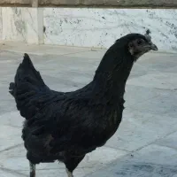 مرغ خانگی .گلین،ایام سمانی|حیوانات مزرعه|مشهد, امیر المومنین|دیوار