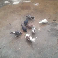 کبوتر|پرنده|شباب, |دیوار