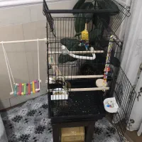 قفس طوطی با اسباب بازی کاملانوعروس هلندی ملنگوو...