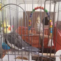 عروس هلندی نر و ماده