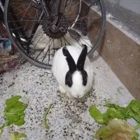 یک جفت خرگوش نروماده
