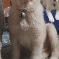 سگ سرابی پوزه خرسی|سگ|کرمانشاه, |دیوار