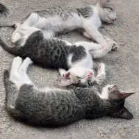 بچه گربه
