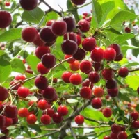 آلبالو گوشواره ای بهترین برای کاشت|خدمات باغبانی و درختکاری|لاهیجان, قیام|دیوار