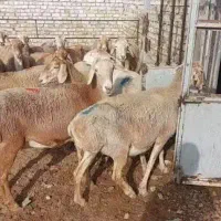 میش شال ،میش چینی و بز پاکستانی
