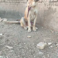 سگ نر ماده