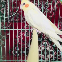 عروس هلندی نر|پرنده|اندیمشک, |دیوار